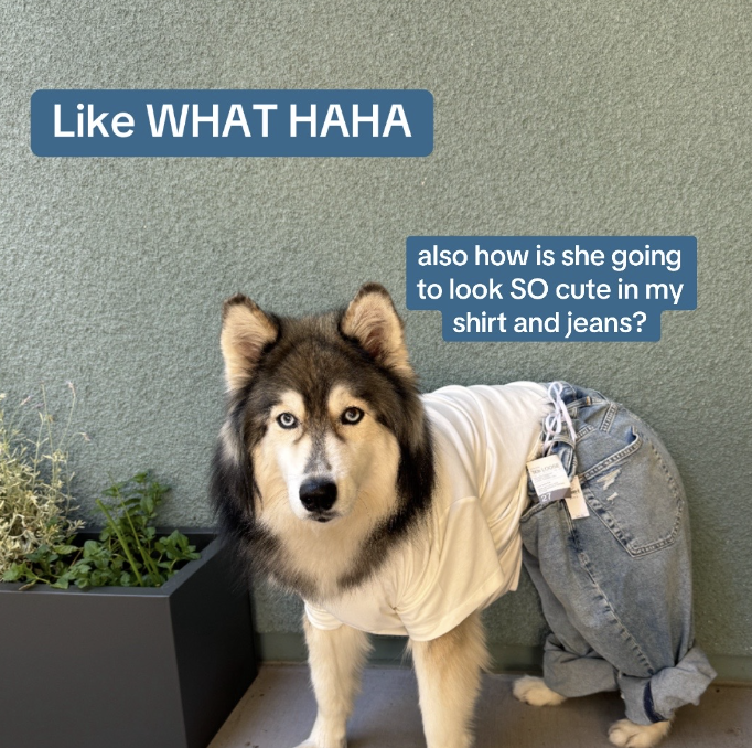 dog wearing human clothes