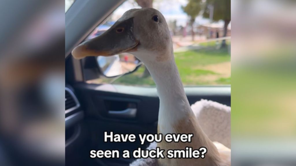 A close-up of a duck's face as she sits in the passenger's seat.