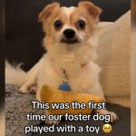 A small dog laying down with a toy.