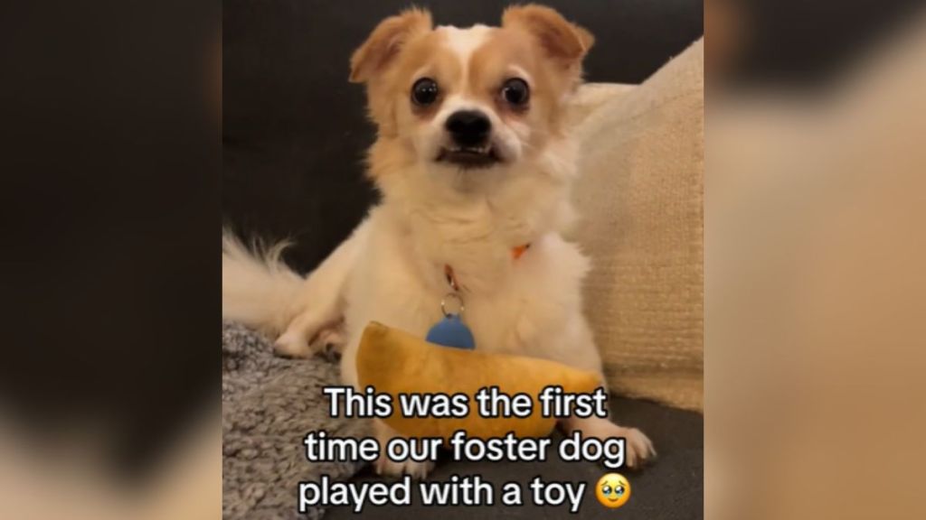 A small dog laying down with a toy.