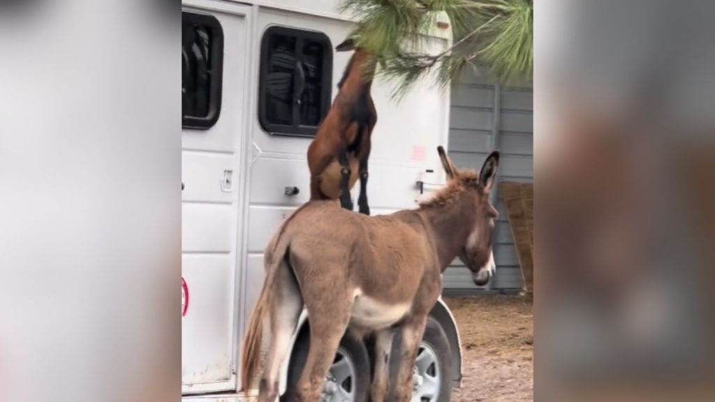 A goat standing on a donkey's back.