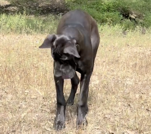 great dane and bug