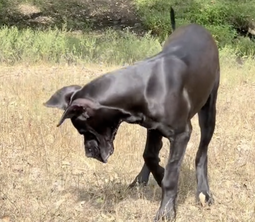 great dane looking down