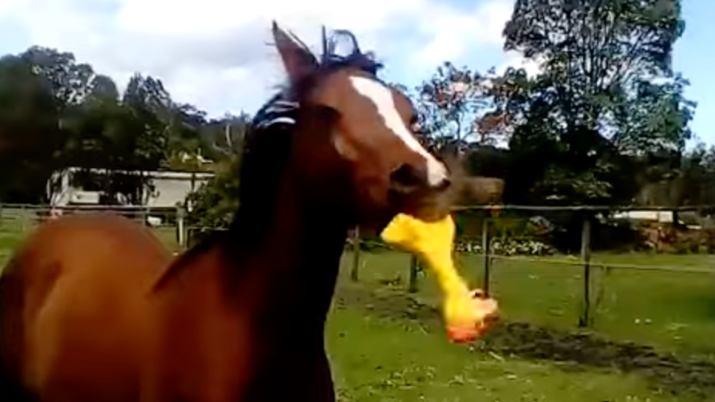 horse plays with rubber duck