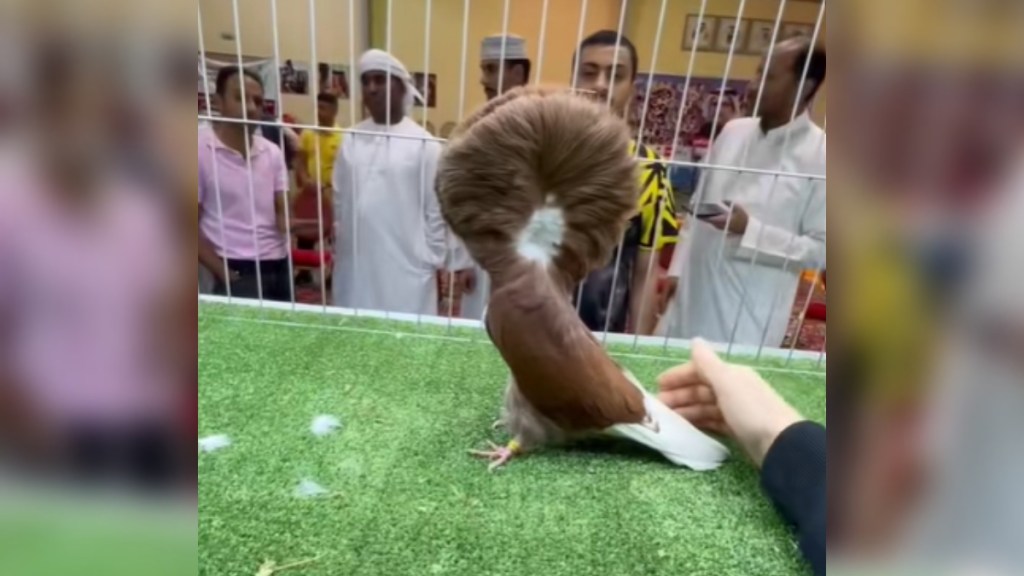 A bizarre bird with lots of fluffy feathers covering their face walks around in a caged area. People are on the other side of the cage, watching. The person taking this image has a hand reached out to pet the bird