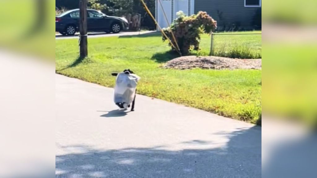 A Labrador retriever carrying trash down the street.