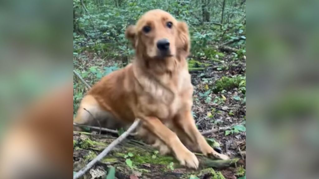 A golden retriever in the woods.