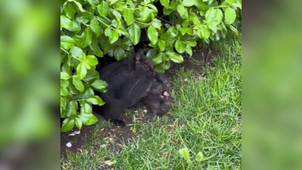 A mother squirrel getting ready to carry her baby.