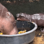 Image shows Moo Deng, a baby pygmy hippo from Thailand that is crushing it on the internet.