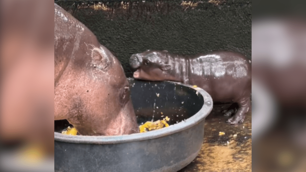 Image shows Moo Deng, a baby pygmy hippo from Thailand that is crushing it on the internet.