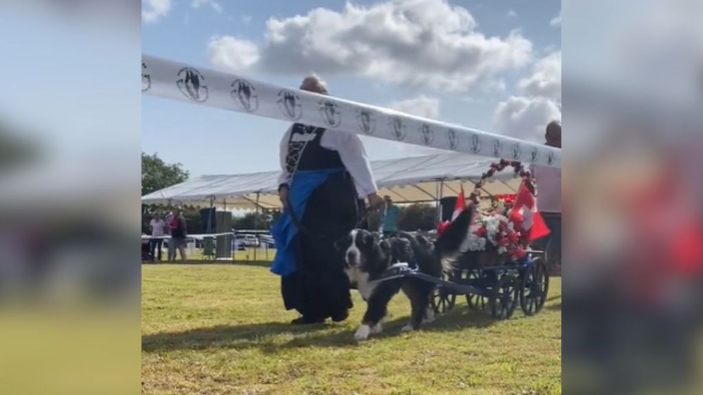 A Bernese mountain dog pulling a cart full of flowers.