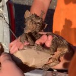 Close up of a tiny, muddy kitten being held in someone's hand