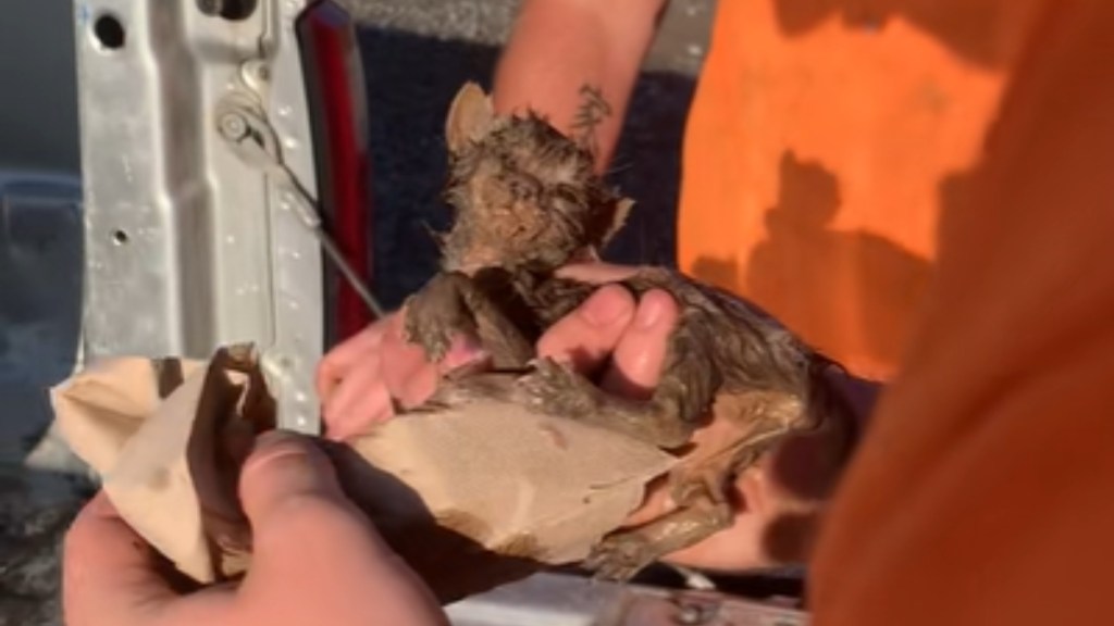 Close up of a tiny, muddy kitten being held in someone's hand