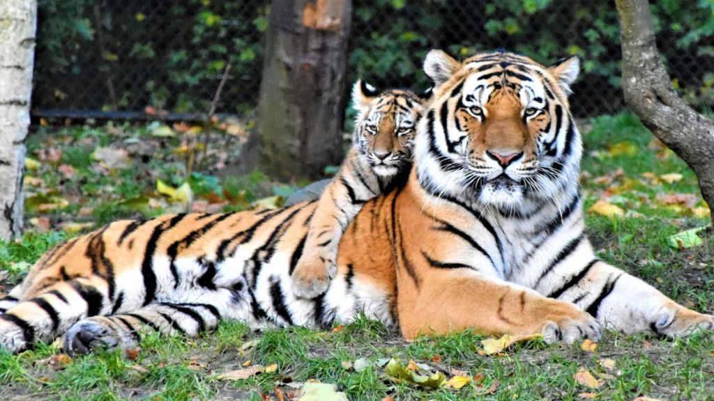 A tiger cub laying on their mother's back.