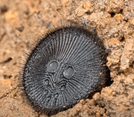 oreo spider