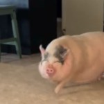 A large pig raises one leg as she starts to move forward. She's in a living room with the view of the kitchen a bit behind her