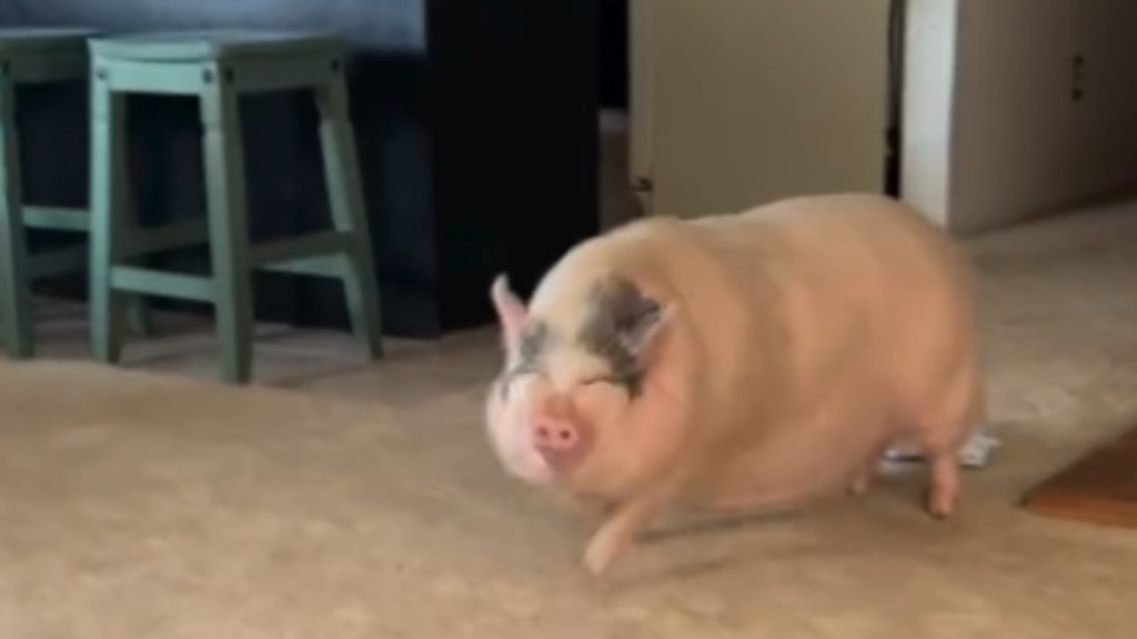 A large pig raises one leg as she starts to move forward. She's in a living room with the view of the kitchen a bit behind her