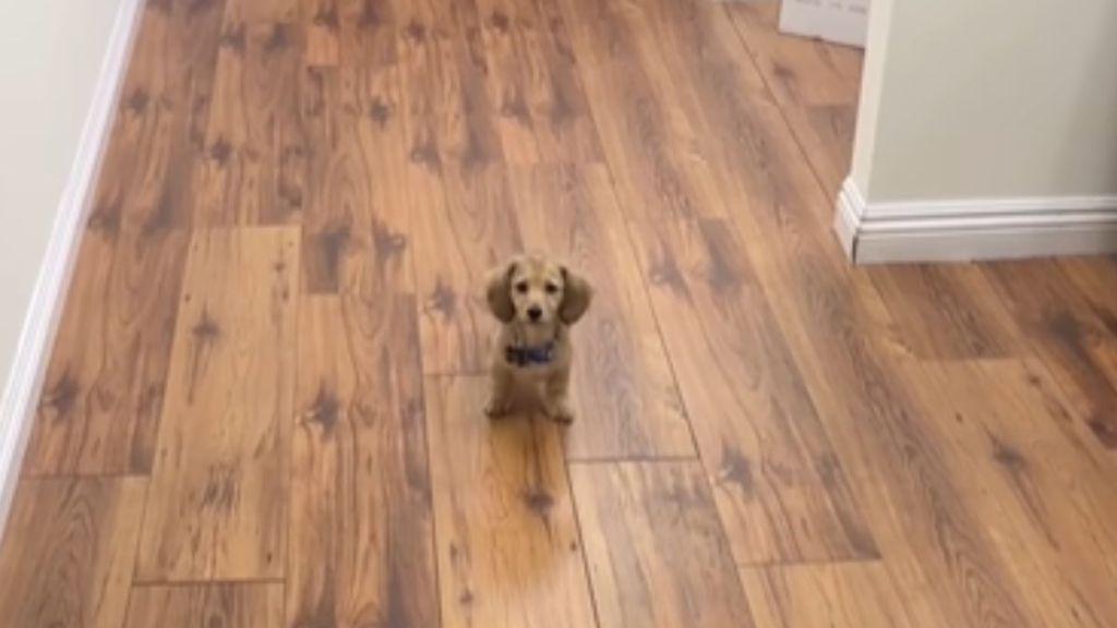 A tiny puppy in the hallway at an office.