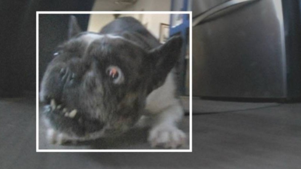 Photo taken by a Roomba. A French Bulldog angrily barks at the Roomba's camera