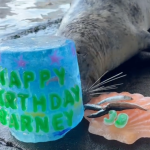 seal celebrating birthday