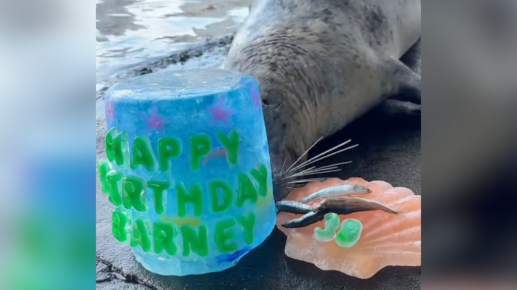 seal celebrating birthday