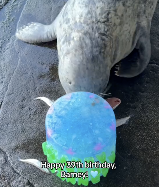 seal eating birthday cake