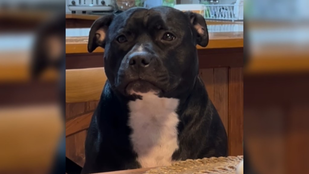 Close up of a Staffy dog, eyes wide, with a sad look on her face