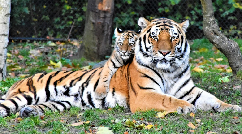 A tiger cub laying on their mother's back. 