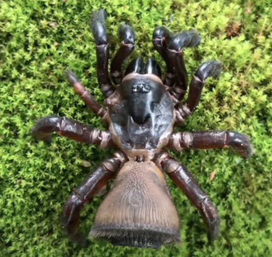 trapdoor spider