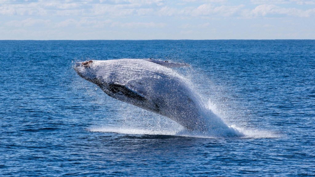 View of a large whale mid-jump out of the water, stomach facing the camera