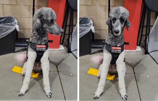 Costco Shopper & Her Service Dog Had Unique Request Granted By Helpful Staff