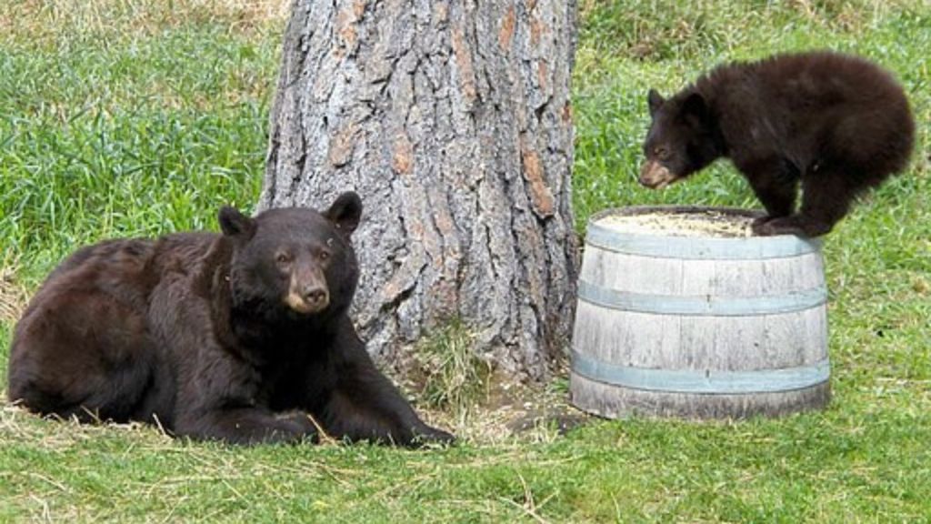 Image shows a mother black bear laying near a tree with a cub playing nearby.