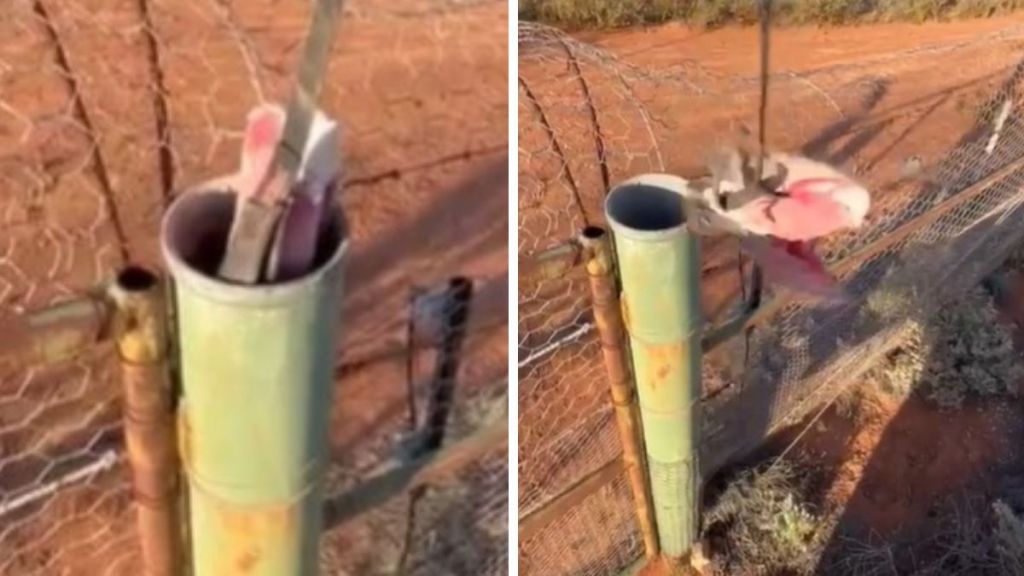 Left image shows a gray and pink bird being rescued from inside a pipe. Right image shows the bird taking flight.