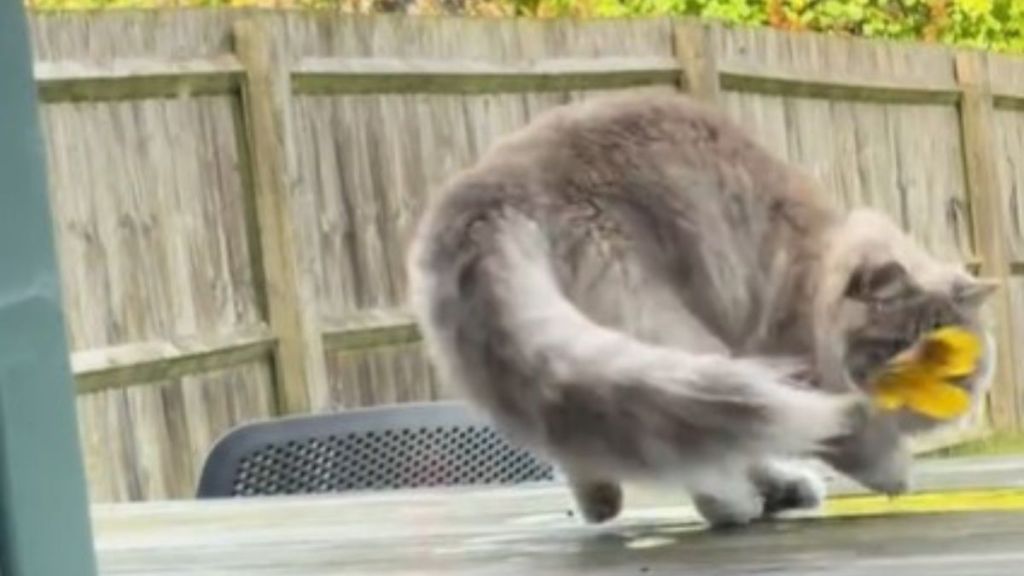 Image shows a cat on a table chasing a leaf stuck on its tail.