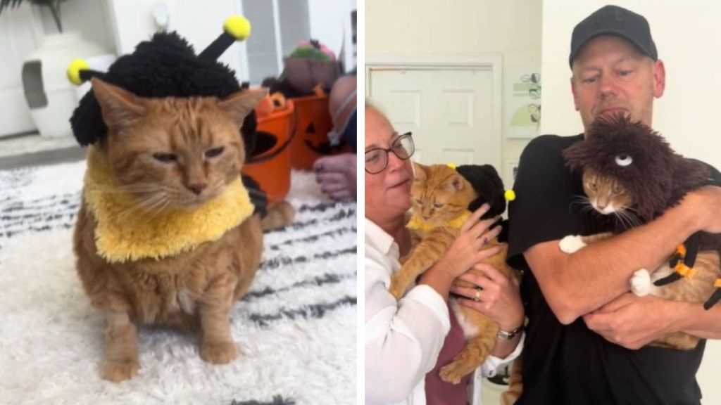 Left image shows a tabby cat wearing a bumblebee Halloween costume. Right image shows cat grandparents holding a cat-bumblebee and a cat-spider.