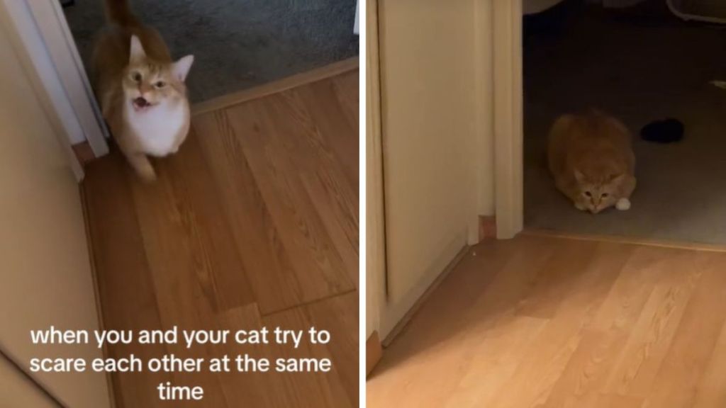 Creamsicle cat and his owner have fun trying to scare one another.