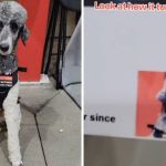 Left image shows a service dog posing for a Costco ID Badge. Right image shows the final picture imprinted on a badge.