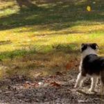 Image shows a small dog staring in wonder at fall leaves drifting to the ground.