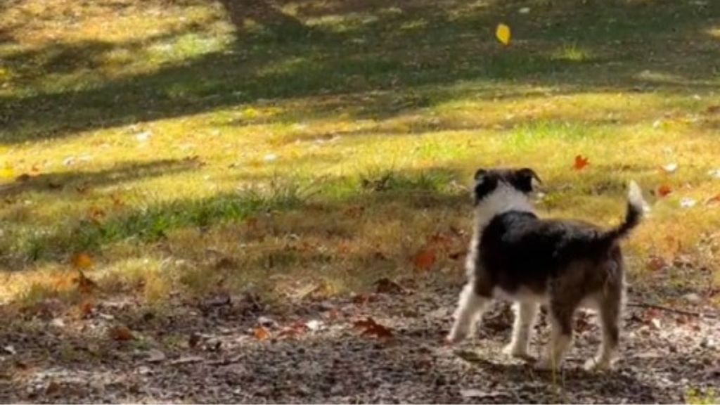 Image shows a small dog staring in wonder at fall leaves drifting to the ground.