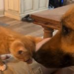 Image shows a German shepherd cowering when faced with a tiny ginger tabby cat.