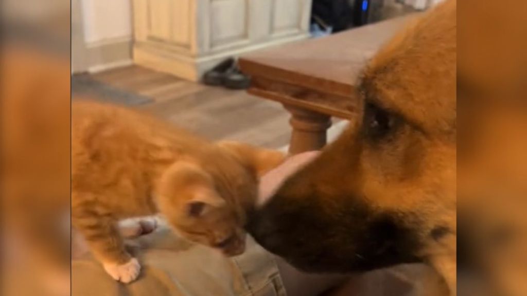 Image shows a German shepherd cowering when faced with a tiny ginger tabby cat.