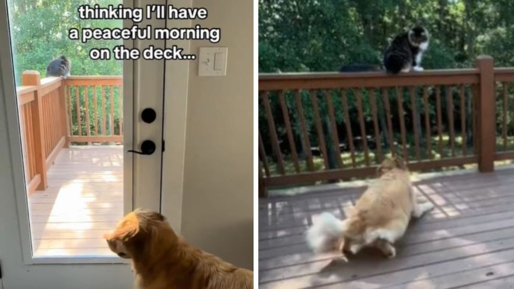 Left image shows a dog waiting to be let out onto the deck. Right image shows the golden retriever having some zoomies.