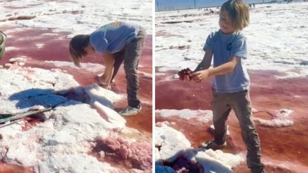 Left image shows a young boy lifting a piece of the salt ledge at Searles Lake. Right image shows the boy holding up a rare pink halite crystal he found in the brine pool.