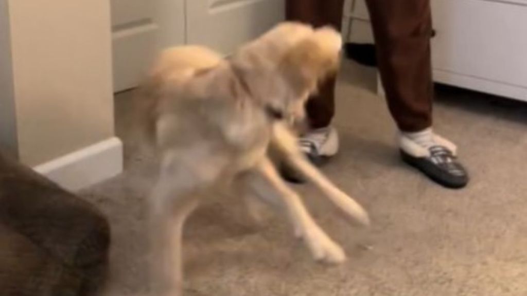 Image shows a service dog in mid-zoomies, avoiding the urge to jump on her handler.