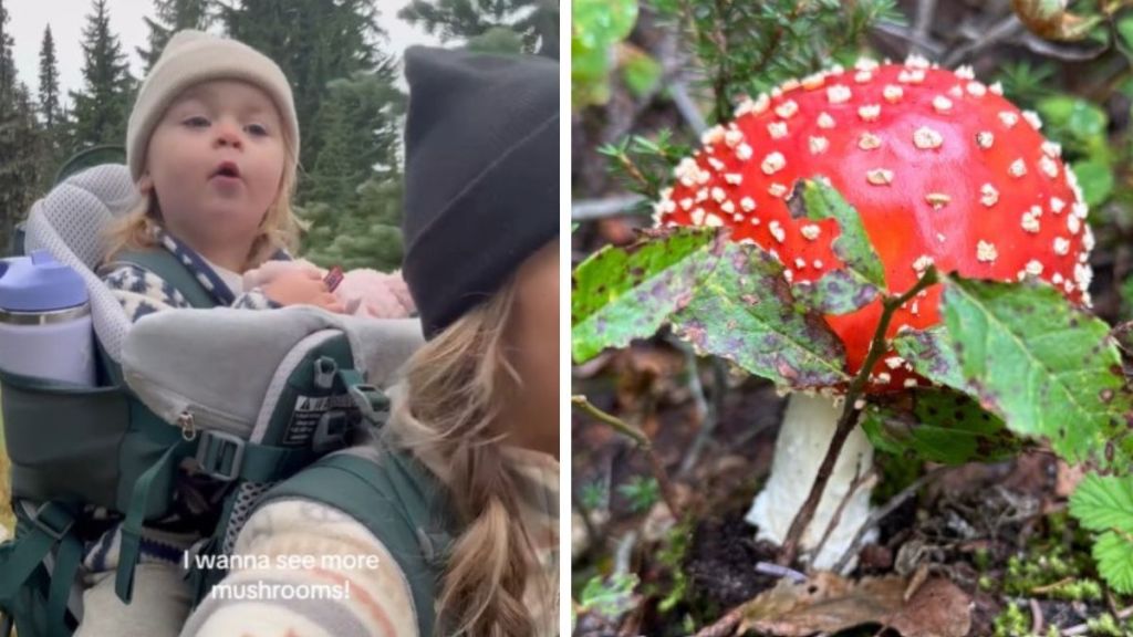 Left image shows a mom with her daughter in a backpack carrier as the toddler says, "I wanna see more mushrooms." Right image shows a deep red mushroom with white speckles on the forest floor.