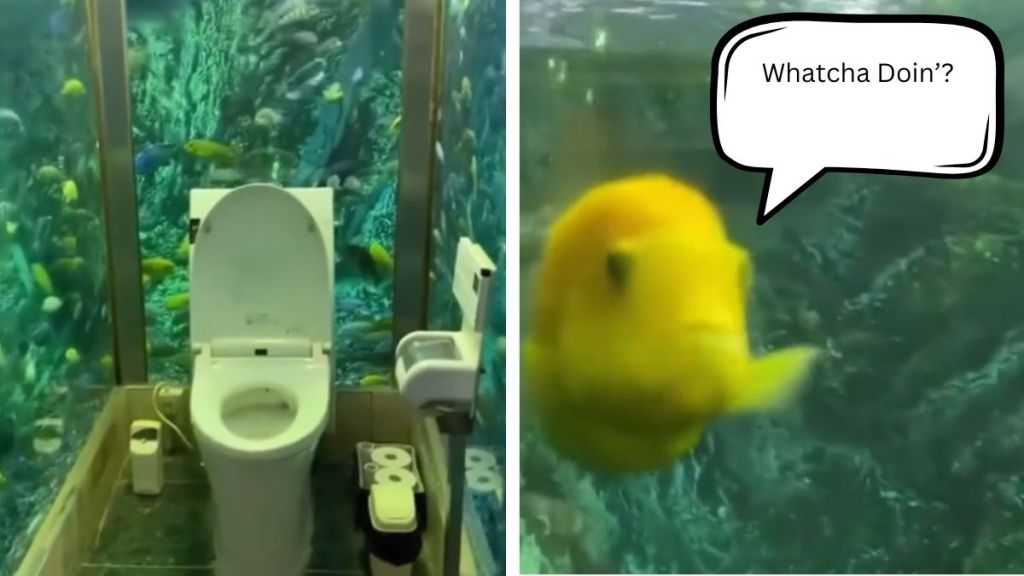 Left image shows an underwater toilet enclosed on three sides with aquariums. Right image shows a yellow fish looking through the aquarium glass with a word bubble that says, "Whatcha doin'?"