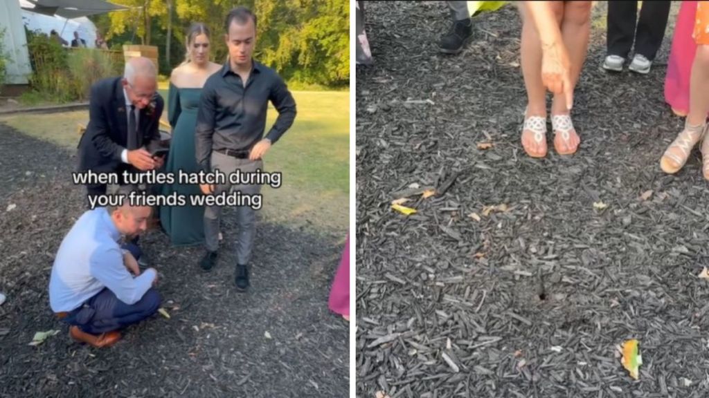 Wedding guests spotted tiny turtles emerging from a nest.