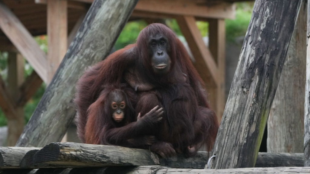 Tampa Zoo Hurricane Milton