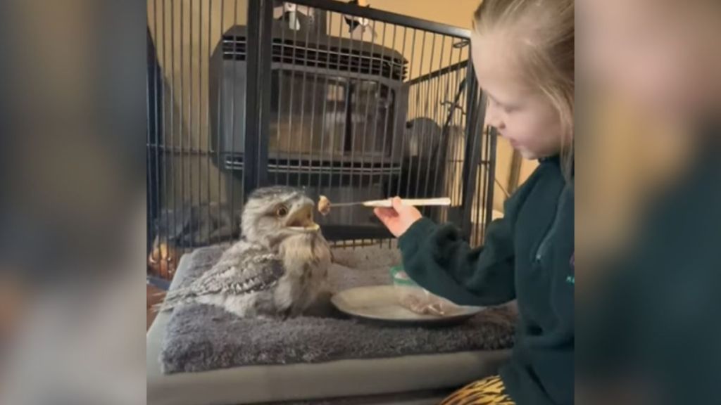 A little girl feeding a baby tawny frogmouth.