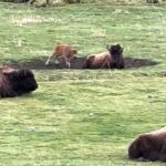 A baby bison bothering their mother, who is trying to relax.